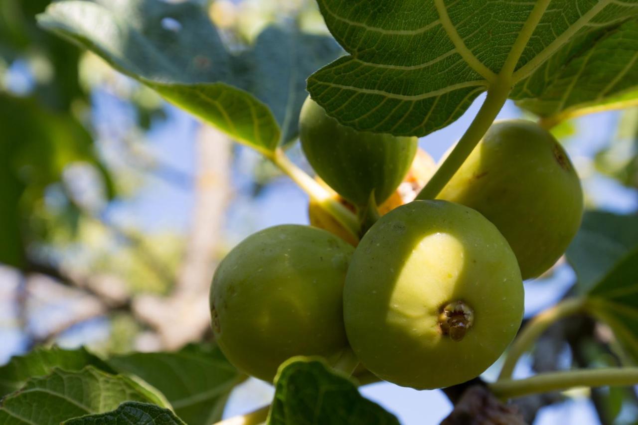 Agallis Corfu Residence Sokrákion エクステリア 写真