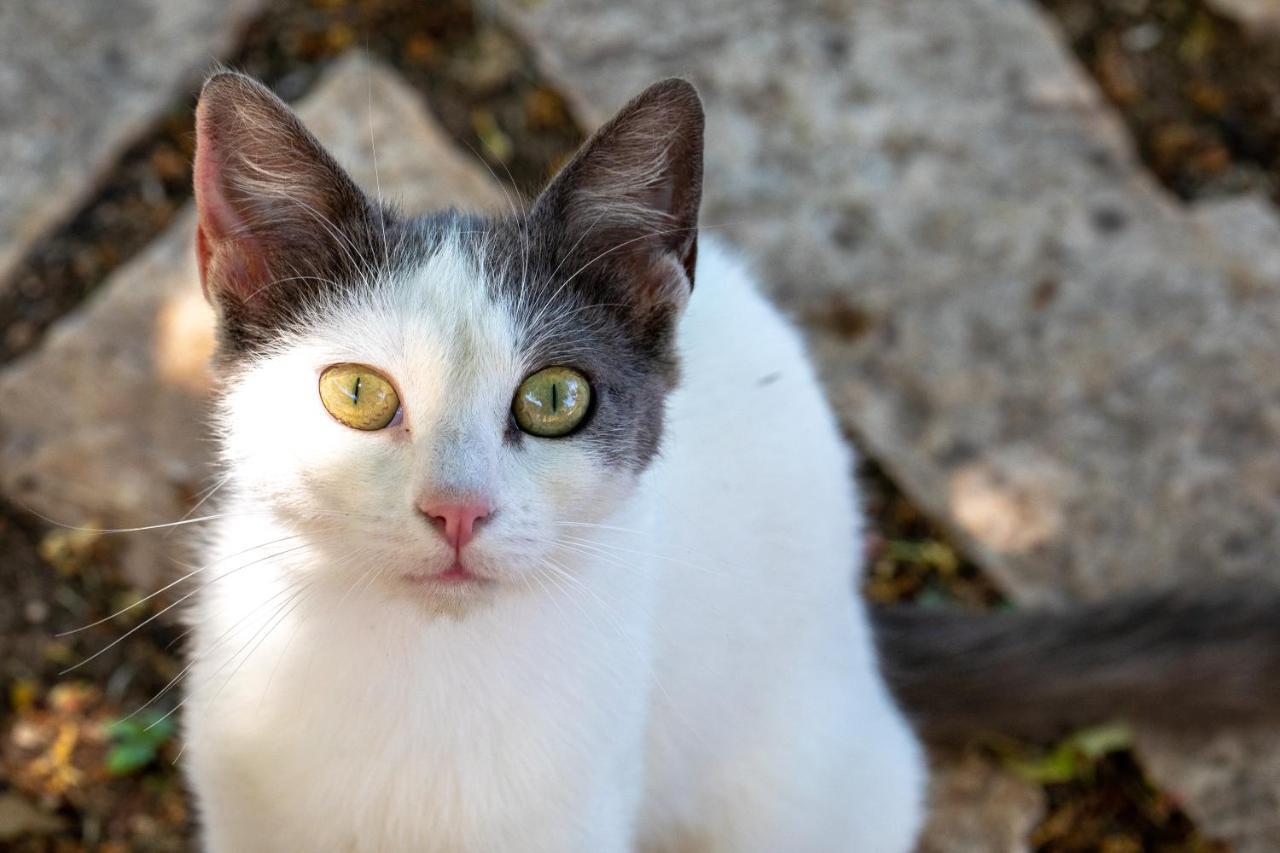 Agallis Corfu Residence Sokrákion エクステリア 写真